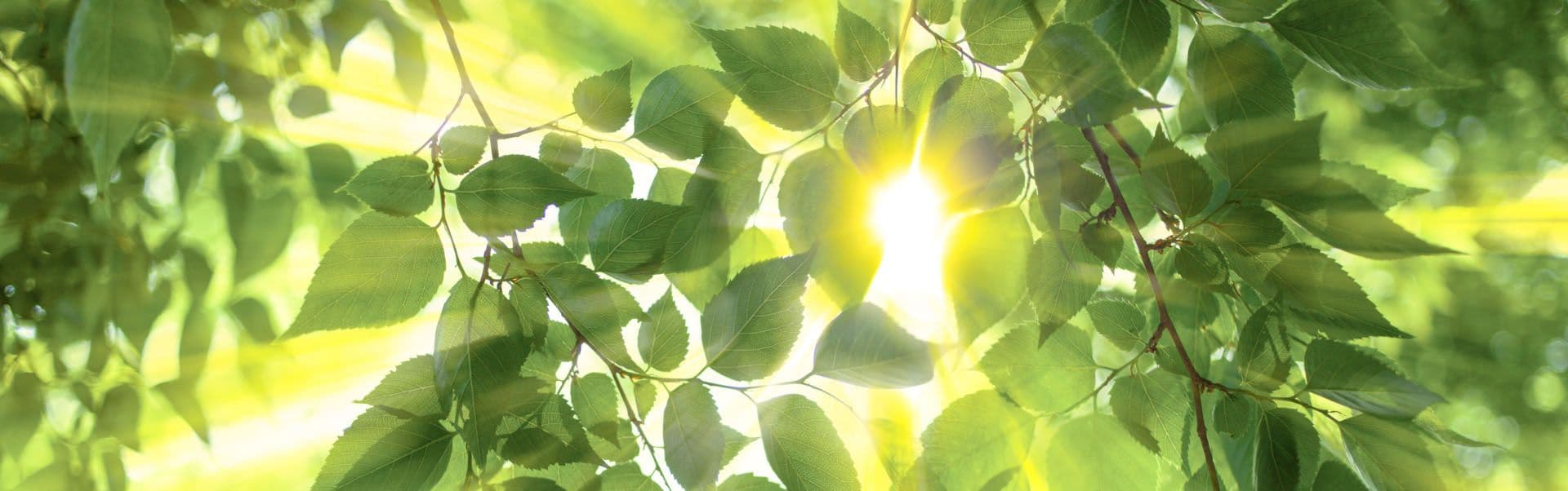 Vitamin D Supporting